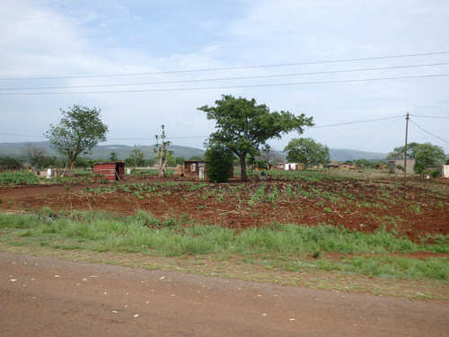 Red dirt and crops in a field.